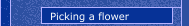 Picking a flower